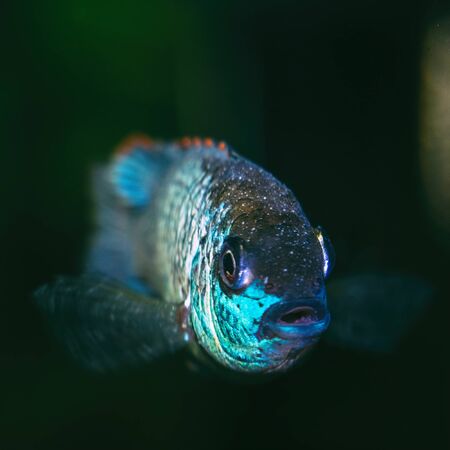 Portrait of a blue fish cichlid Nannacara anomala in an aquarium. Selective focusの写真素材