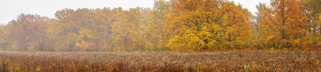 Panorama of the beautiful oak grove with yellow leaves in the morning autumn fog. Autumn landscape with fogの写真素材