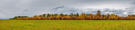 Panorama of the yellow autumn forest in front of the meadowの写真素材