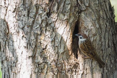 A Sparrow sits at its nest in a hollow treeの写真素材