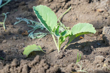 Cabbage seedling on the garden bedの写真素材