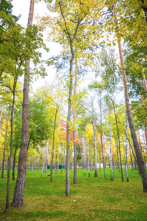 Yellow autumn trees in a forest or Parkの写真素材