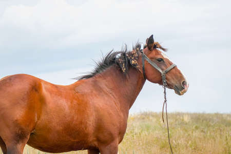 Portrait of a beautiful brown horse on a meadow backgroundの写真素材