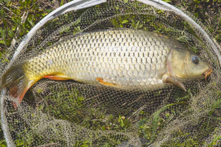 A freshly caught carp in a fishing landing net lies on the grass