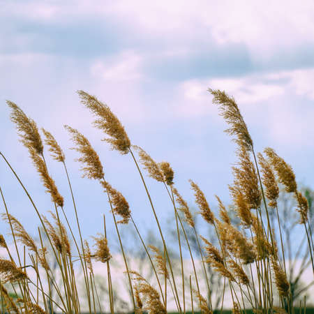 The tall, Dry reeds on the shore of the lake under a cloudy skyの写真素材