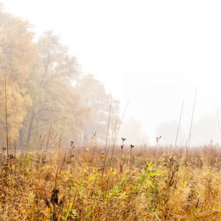Morning autumn fog over a dry yellow meadow and forest in a fog. Autumn landscape with fogの写真素材