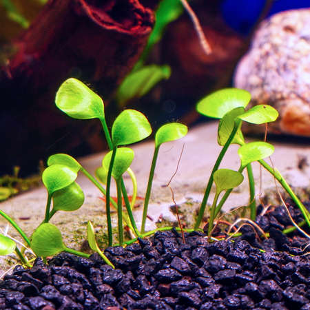 Decorative ground cover plant Marsilea in an aquarium. Selective focusの写真素材