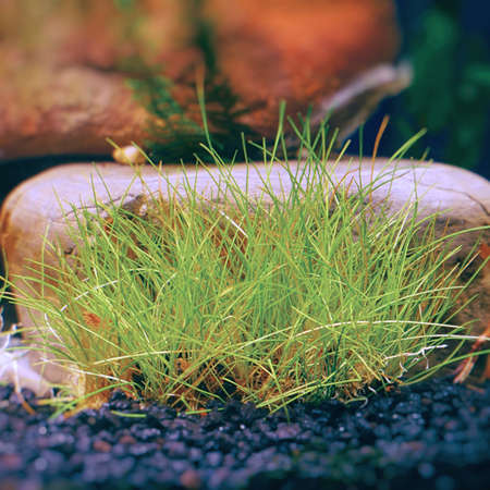 Groundcover eleocharis plant in an aquarium on a background of decorative stones. Selective focus
