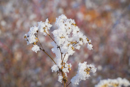 Beautiful dry grass covered with snow in the hoarfrost against a blue skyの写真素材