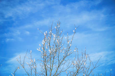 Twigs covered with snow on the background of the spring blue sky. Spring mood