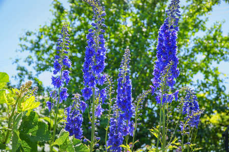 Blue flowers delphinium on a natural background. Larkspurの写真素材