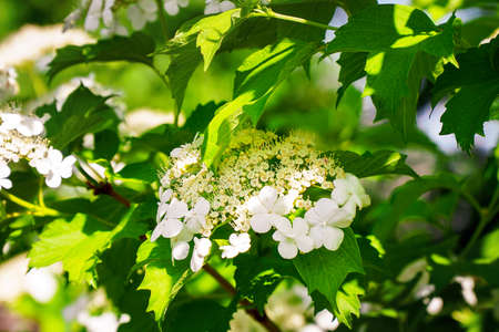 White viburnum flowers on a branch in the garden. Selective focus