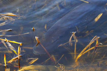 Two pike near the shore. The spawning of pike
