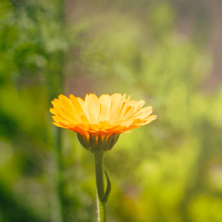 Orange marigold flower in the garden on the bed. Calendula officinalisの写真素材
