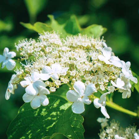 White viburnum flowers on a branch in the garden. Selective focus