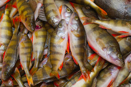 River perches carcasses prepared for processing and cookingの写真素材
