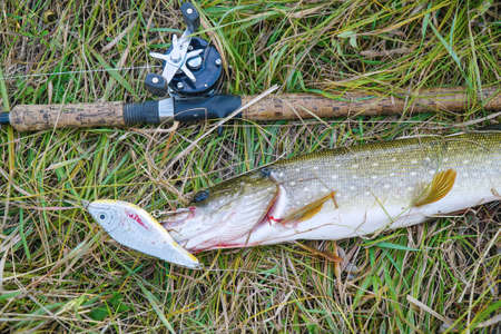 Pike and spinning with baitcasting reel on grass. Esox Luciusの写真素材