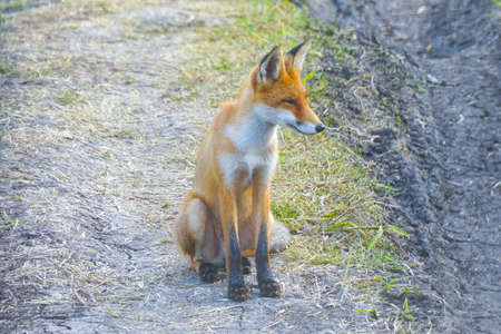 Young steppe fox Korsak sits on the groundの写真素材