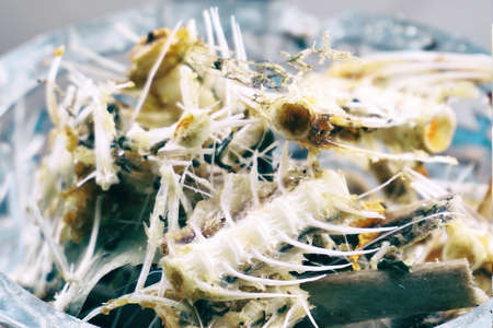 A small pile of fish bones and leftover food in close-upの写真素材