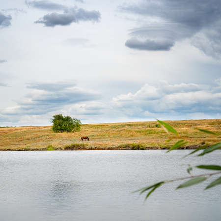 Beautiful brown horse grazing on the lake shore against a cloudy sky. Rural landscapeの写真素材
