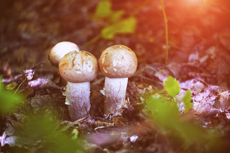 Small mushrooms in the sunlight in the forest thicket. Selective focusの写真素材