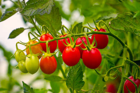 Beautiful ripe Red tomatoes on bush in the garden