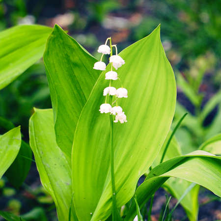 White Lily of the valley flowers on a natural backgroundの写真素材