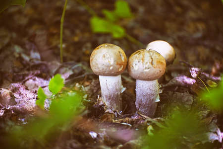 Small mushrooms in the sunlight in the forest thicket. Selective focusの写真素材