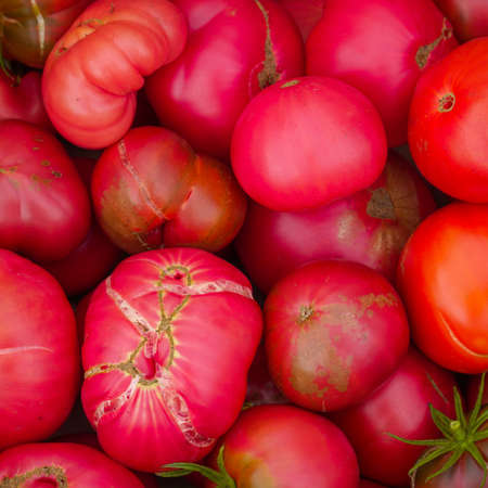 Red and yellow ripe tomatoes on bush in the gardenの写真素材