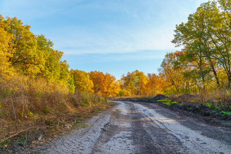 Country forest road in front of a beautiful lush autumn forest with bright yellow and orange leavesの写真素材