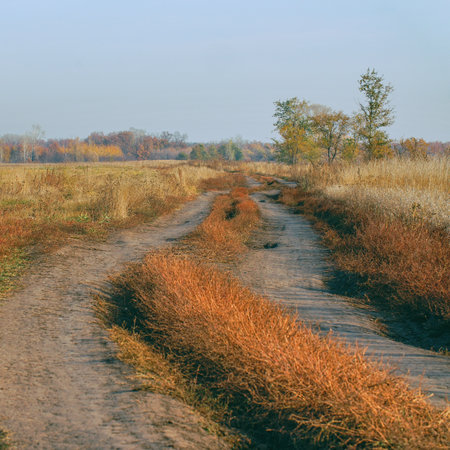 A country road through a field with dry grass to the forest in late autumn in cloudy weather. Landscape in late autumnの写真素材