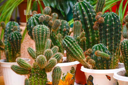 Various cacti in pots on the table in the room. Selective focusの写真素材