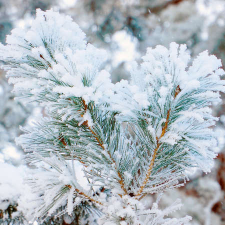 Christmas branch of spruce pine covered with snow