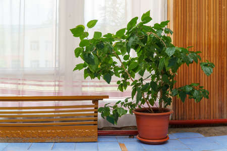 A large Hibiscus or Chinese rose bush with green leaves in a pot in the roomの写真素材