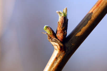 Budding bud with young leaves on a branch of a spring treeの写真素材