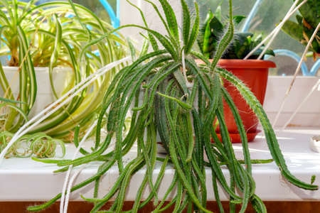 Hanging Ampel cactus Lepismium in a pot on the windowsill