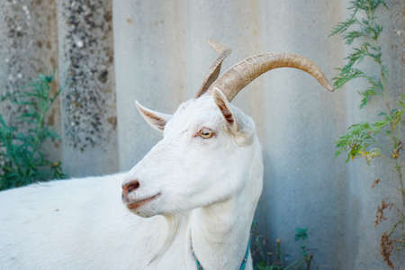 Portrait of a white horned goat in close-upの写真素材