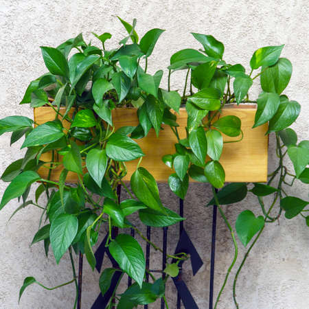 Houseplant Epipremnum aureum or Scindapsus aureus. Selective focusの写真素材
