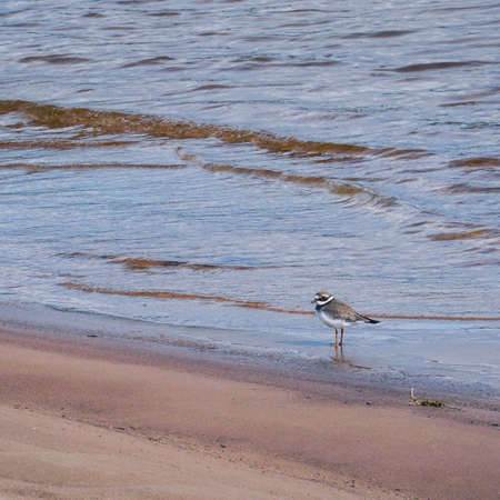 Small gray bird Big-billed plover on a sandy beach. Greater Sand Plover-Charadrius leschenaultiiの写真素材