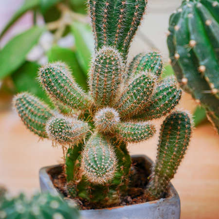 Echinopsis cactus with offshoots of babies or pups. Echinopsis calochlora. Selective focusの写真素材