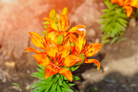 Orange lily flowers in the garden. Selective focus. Lilium lancifolium. Top viewの写真素材