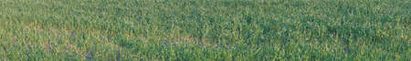 Panorama of young green grass. Selective focus. Shallow depth of fieldの写真素材
