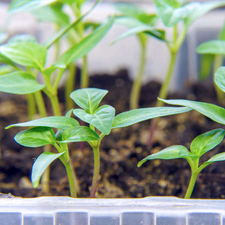Young small seedlings in a greenhouse. Selective focusの写真素材