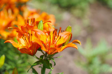 Orange lily flowers in the garden. Selective focus. Lilium lancifoliumの写真素材