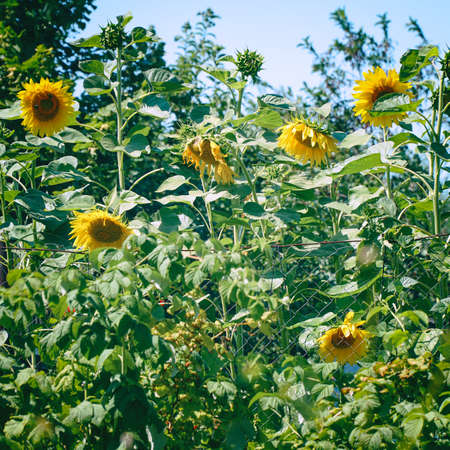 Yellow sunflower flowers in the garden on a hot summer dayの写真素材