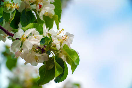 White flowers of an apple tree on a branch in a gardenの写真素材