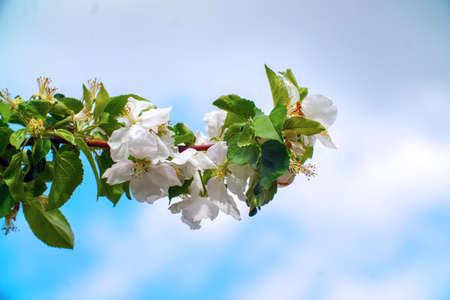 White flowers of an apple tree on a branch in a gardenの写真素材