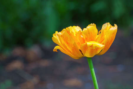 Yellow terry tulip or fringed tulip in the gardenの写真素材