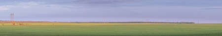 Panorama of a field with sprouts of green wheat shoots. Soft focusの写真素材