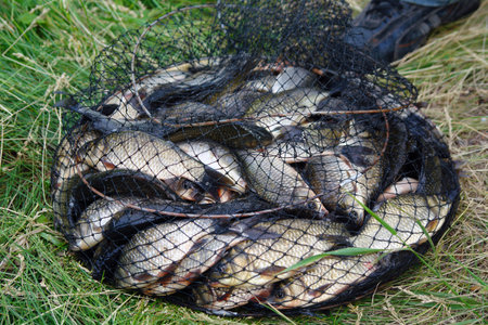 Crucian fish in a cage or a fish tank on the green grass.の写真素材